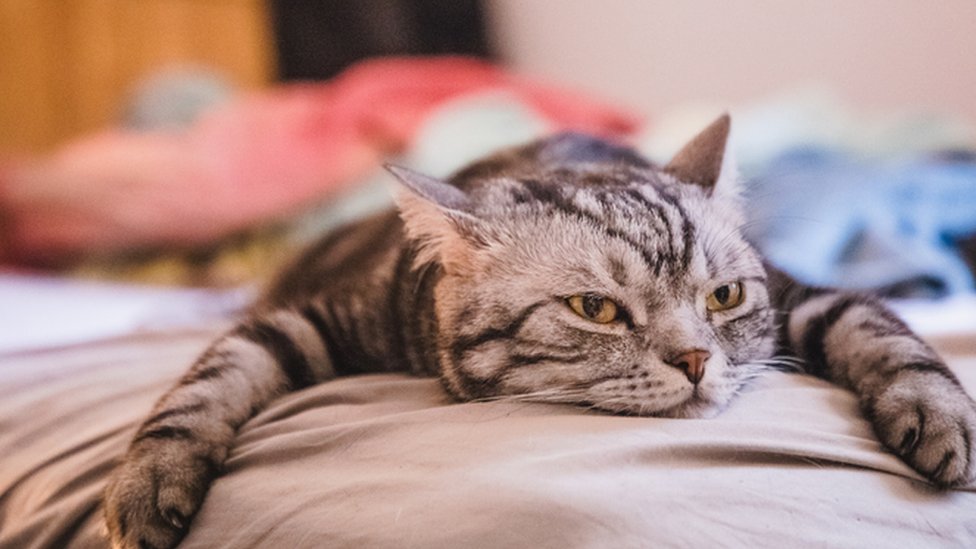 Gato visiblemente aburrido sobre una superficie.